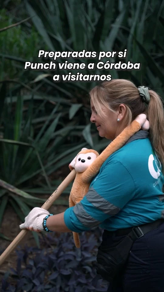 ​¡Punch, acá te recibiríamos con muuucho amoor! 🐒
🥺
¿Quién no recuerda esos ojitos? En el Parque de la Biodiversidad, nuestro equipo trabaja a diario con el alma para que este pulmón de la ciudad brille como nunca. ✨

​Sabemos que Punch hoy tiene un nuevo hogar, pero si llegara a darnos una visita repentina, se encontraría con un equipo listo para abrazarlo y un espacio impecable, seguro y lleno de respeto por la vida. ¡Porque cuidar nuestra casa es también honrar nuestra historia! 🐵❤️
​Like si vos también te quedaste con ganas de darle ese último beso y te explota el corazón de nostalgia. 🤭

​#CórdobaHace y #CórdobaSigue