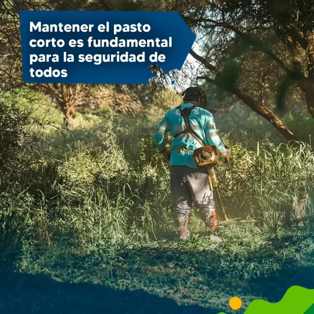 🤔🍃 ¿Por qué es importante desmalezar? 

Uno de los servicios que más te mostramos últimamente, hoy te contamos su importancia para el orden y al salud en la ciudad. 

#CórdobaHace #CórdobaSigue